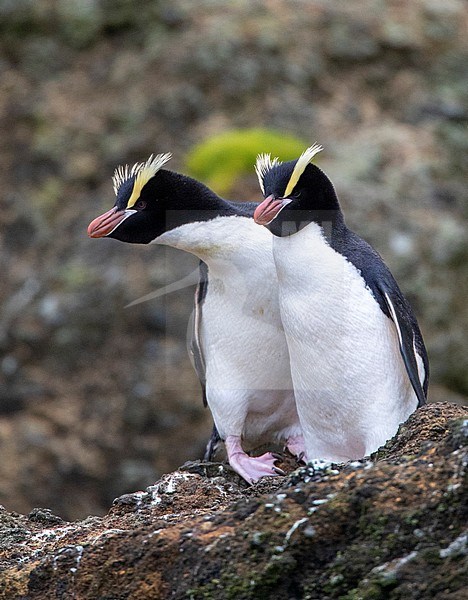 Pair of Erect-crested Penguins (Eudyptes sclateri) on the Antipodes Islands, New Zealand, resting on a rocky cliff along the coast. stock-image by Agami/Marc Guyt,
