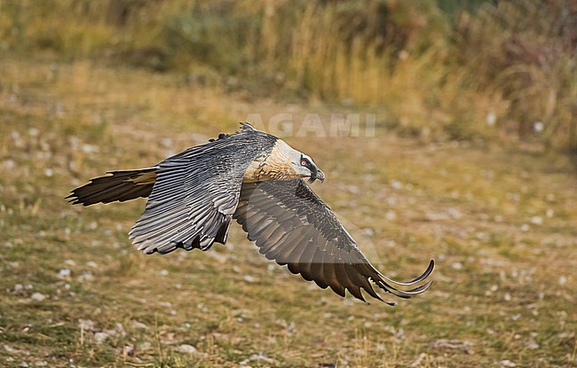 Bearded Vulture in flight, Lammergier in de vlucht stock-image by Agami/Alain Ghignone,