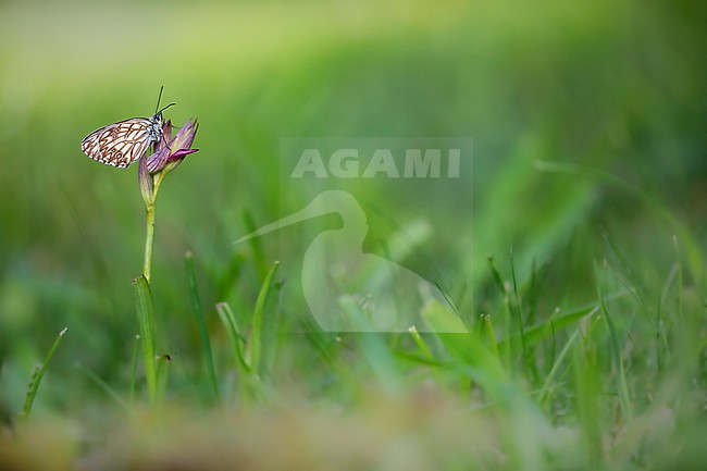 Western Marbled White, Melanargia occitanica stock-image by Agami/Wil Leurs,