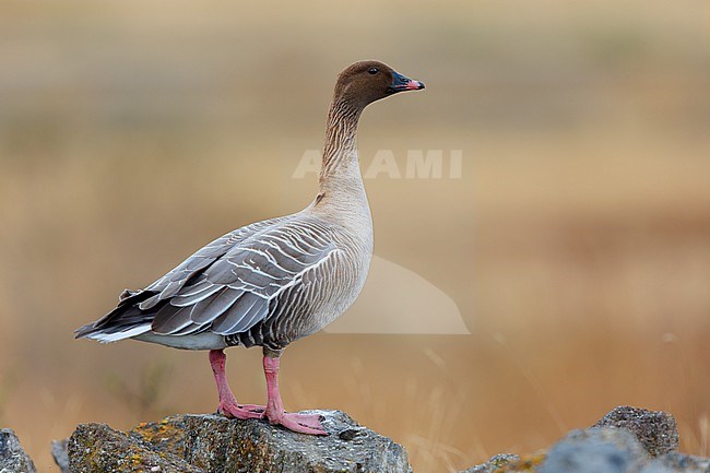 Pink-footed Goose (Anser brachyrhynchus), side view of an adult standing on the ground, Northwestern Region, Iceland stock-image by Agami/Saverio Gatto,