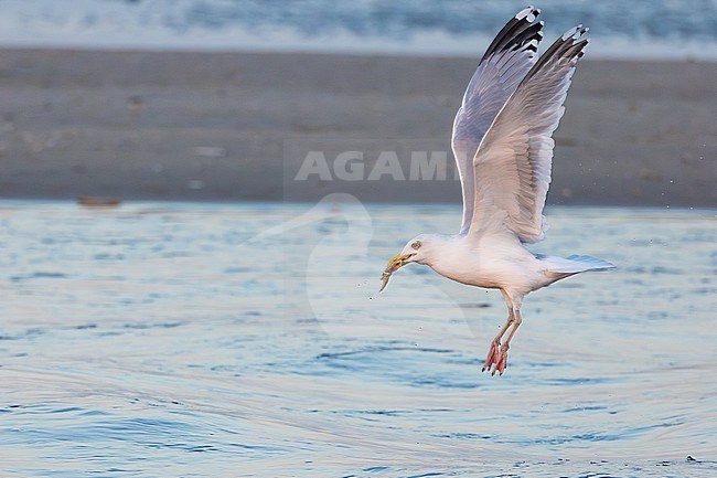  stock-image by Agami/Menno van Duijn,