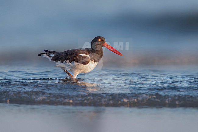 Adult American Oystercatcher (Haematopus palliatus) running at seaside of Cape May point, Cape May, United States of America. stock-image by Agami/Vincent Legrand,