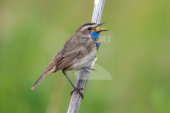 Adult male Turkestan Bluethroat (Luscinia svecica pallidogularis) aka Steppe Bluethroat on a branch in Ekaterinburg, Russia. stock-image by Agami/Vincent Legrand,