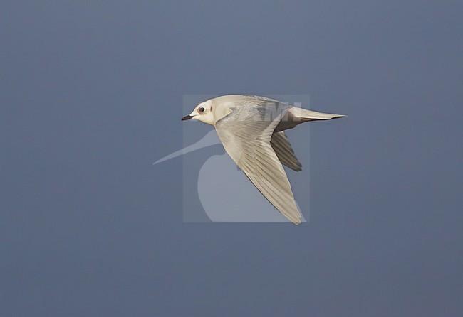 Ross' Meeuw, Ross's Gull, Rhodostethia rosea stock-image by Agami/Hugh Harrop,