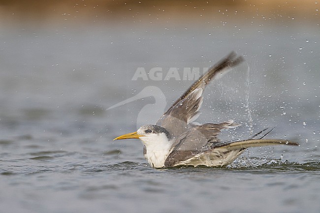 Greater Crested Tern - Eilseeschwalbe - Thalasseus bergii velox, Oman, adult stock-image by Agami/Ralph Martin,