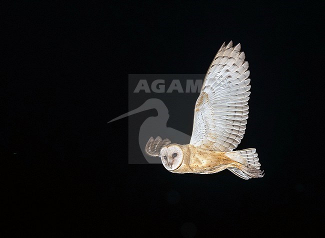 American Barn Owl (Tyto furcata)  in flight at night in Mexico. stock-image by Agami/Pete Morris,