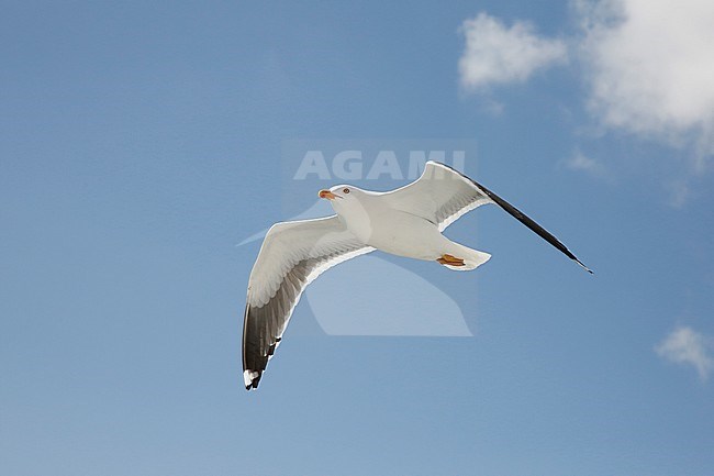 Kleine Mantelmeeuw; Lesser Black-backed Gull stock-image by Agami/Chris van Rijswijk,