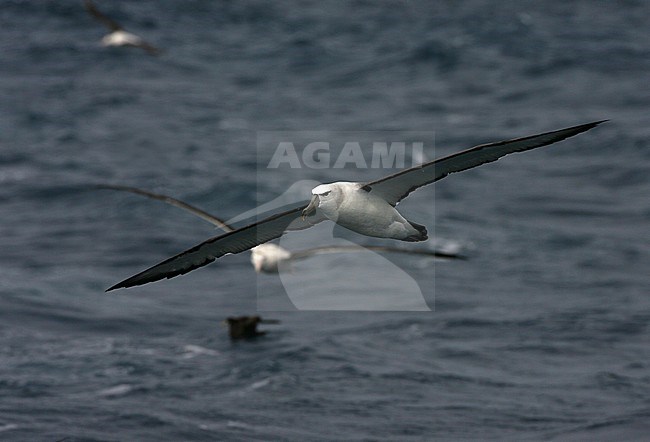 Immature Shy Albatross (Thalassarche cauta) in flight over the southern Atlantic ocean near Tristan da Cunha. More seabirds in the background. stock-image by Agami/Marc Guyt,
