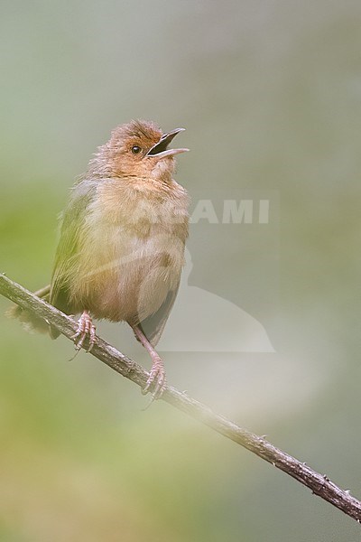 Red-faced Cisticola (Cisticola erythrops) perched on a branch and singing in Tanzania. stock-image by Agami/Dubi Shapiro,