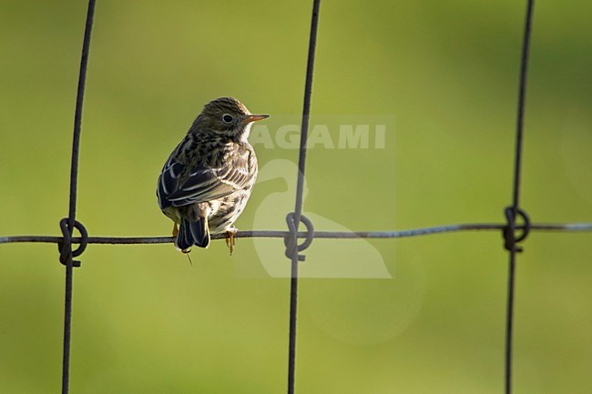 Graspieper zittend in hek Nederland, Meadow pipit perched at fence Netherlands stock-image by Agami/Wil Leurs,