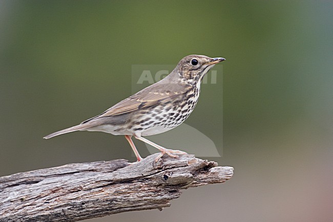 Zanglijster; Song Trush stock-image by Agami/Markus Varesvuo,