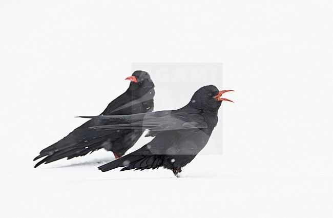 Alpenkraai in de sneeuw; Red-billed Chough in the snow stock-image by Agami/Markus Varesvuo,