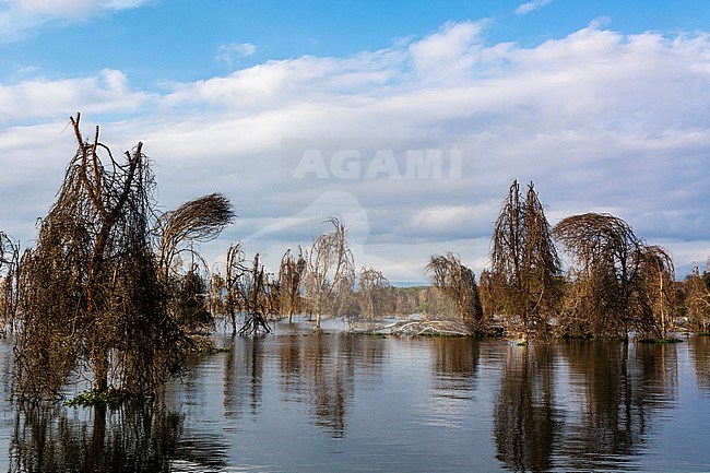Trees on lake Naivasha. stock-image by Agami/Sergio Pitamitz,