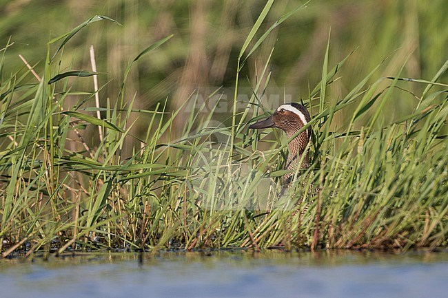 Garganey - Knäkente - Spatula querquedula, Russia (Tscheljabinsk), adult male stock-image by Agami/Ralph Martin,