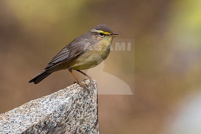  stock-image by Agami/Daniele Occhiato,