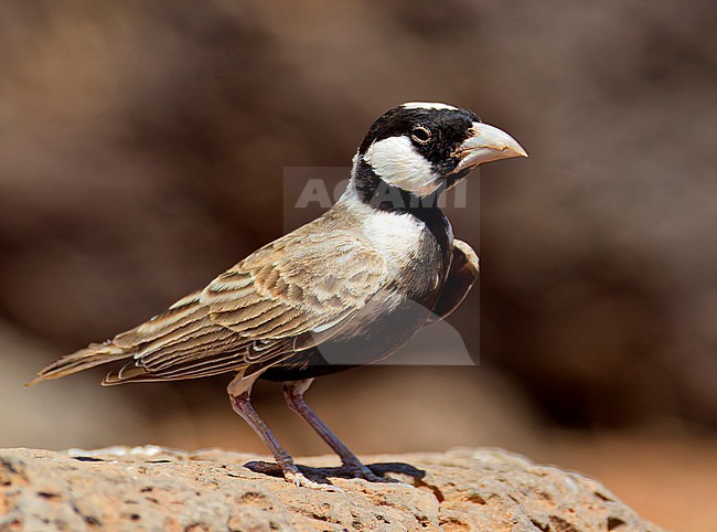 Chestnut-headed Sparrow Lark (Eremopterix signatus) in Kenia. stock-image by Agami/Tomi Muukkonen,