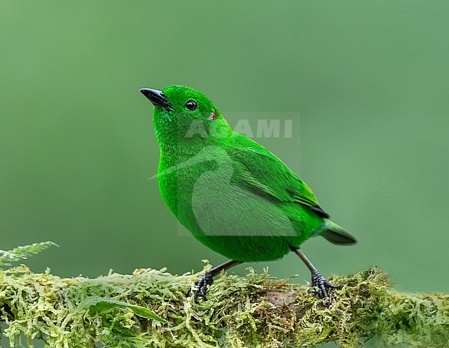 Glistening-green Tanager (Chlorochrysa phoenicotis) perched on a branch. Male with entirely bright glistening emerald green plumage. stock-image by Agami/Dustin Chen,