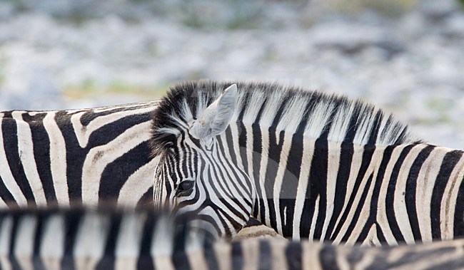 Steppezebra kop Namibie, Plains zebra head Namibia stock-image by Agami/Wil Leurs,