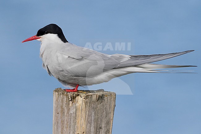 Arctic Tern (Sterna paradisaea), adult standing on a post stock-image by Agami/Saverio Gatto,