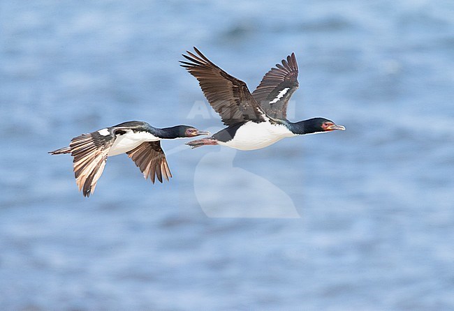 Two Auckland Islands Shags (Leucocarbo colensoi) in flight along the coast on Enderby Island, Auckland Islands, New Zealand. stock-image by Agami/Marc Guyt,