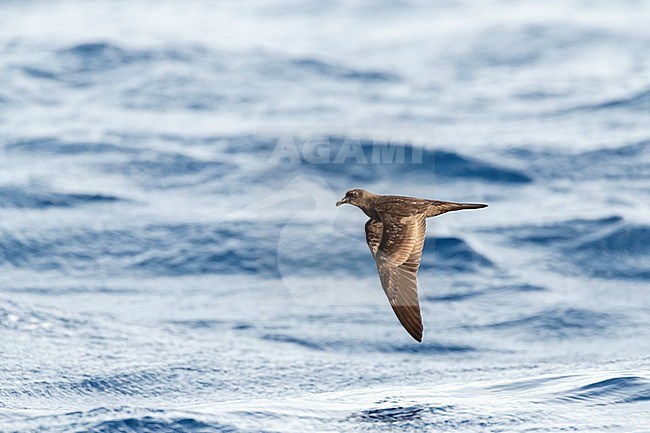 Bulwer's Petrel (Bulweria bulwerii) in flight over the ocean off Madeira. stock-image by Agami/Marc Guyt,