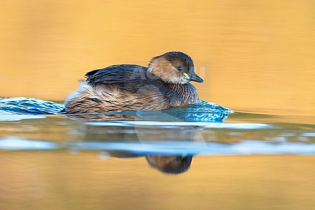 Little Grebe (Tachybaptus ruficollis) in Italy. Swimming on a lake. stock-image by Agami/Daniele Occhiato,
