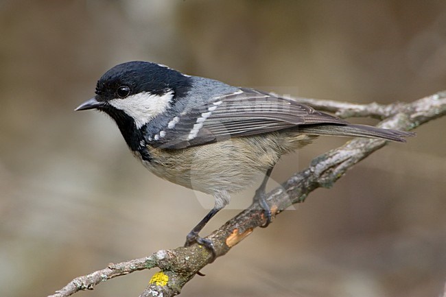 Coal Tit perched in a tree; Zwarte Mees zittend in een boom stock-image by Agami/Daniele Occhiato,