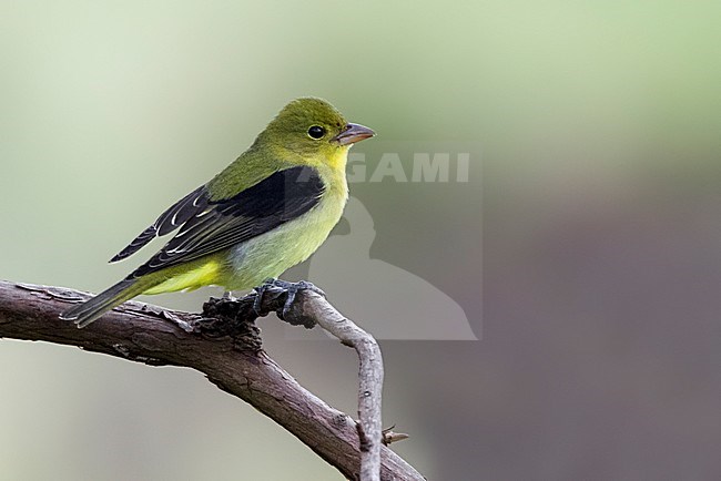 Zwartvleugeltangare, Scarlet Tanager stock-image by Agami/David Monticelli,