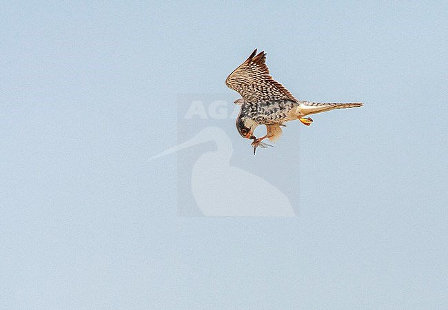Female Amur Falcon migrating over Happy Island, China, during spring migration. Eating an insect in mid air. stock-image by Agami/Marc Guyt,