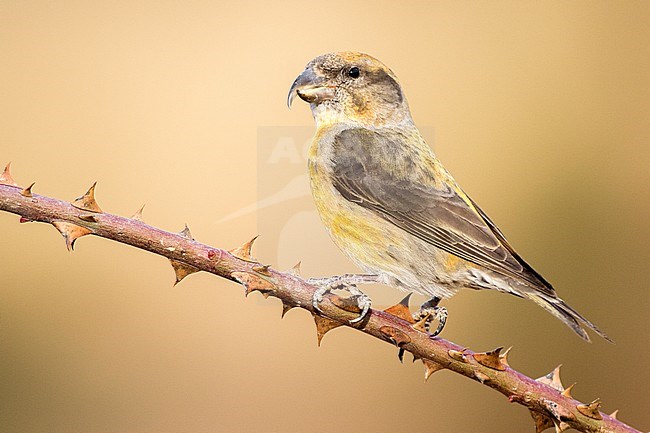 Red Crossbill, Kruisbek, Loxia curvirostra stock-image by Agami/Oscar Díez,