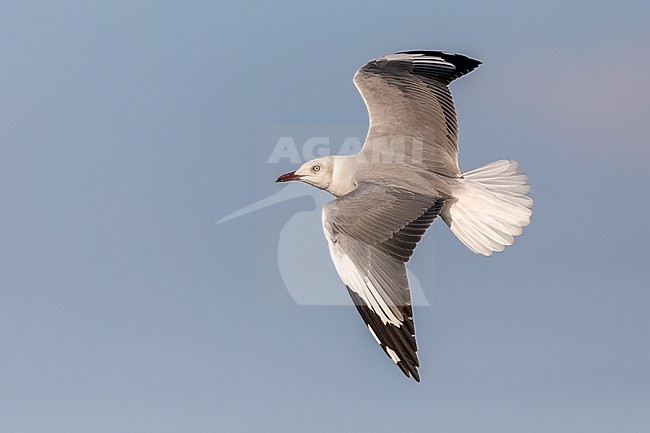 Winter plumage adult African Grey-headed Gull (Chroicocephalus cirrocephalus poiocephalus) in flight at  Ziway Lake, Ethiopia.
 stock-image by Agami/Rafael Armada,