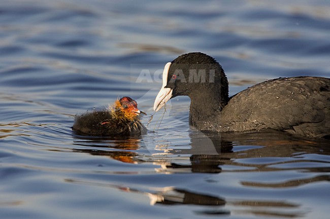 Meerkoet ouder met jong, Eurasian Coot adult with chick stock-image by Agami/Arie Ouwerkerk,