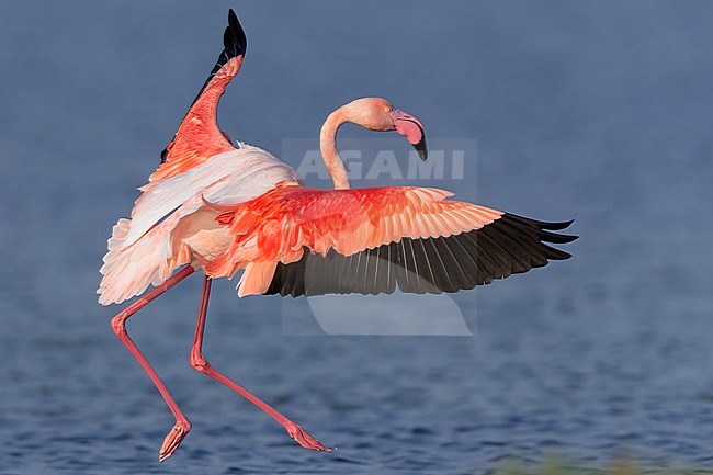 Greater Flamingo (Phoenicopterus roseus), Adult landing, Salalah, Dhofar, Oman stock-image by Agami/Saverio Gatto,
