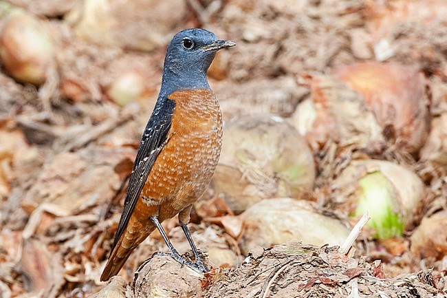 Male Rufous-tailed Rock Thrush (Monticola saxatilis) during spring migration at Yotvata, Israel stock-image by Agami/Marc Guyt,