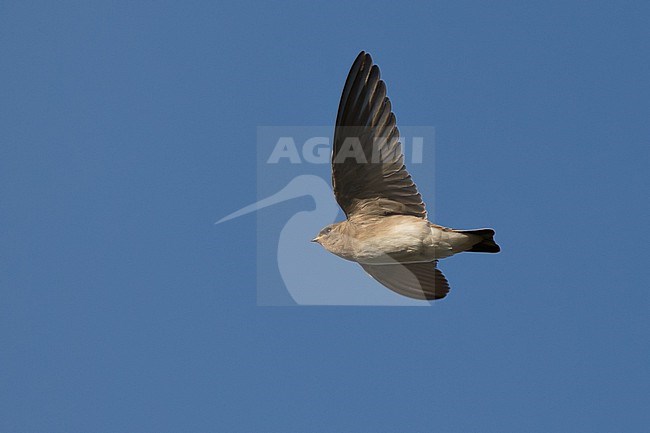 An Brown-throated Martin or Brown-throated Sand Martin or Plain Martin (Riparia paludicola ssp. mauritanica) in flight stock-image by Agami/Mathias Putze,