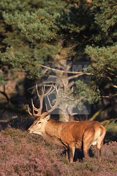 Mannetje Edelhert; Male Red Deer stock-image by Agami/Chris van Rijswijk,