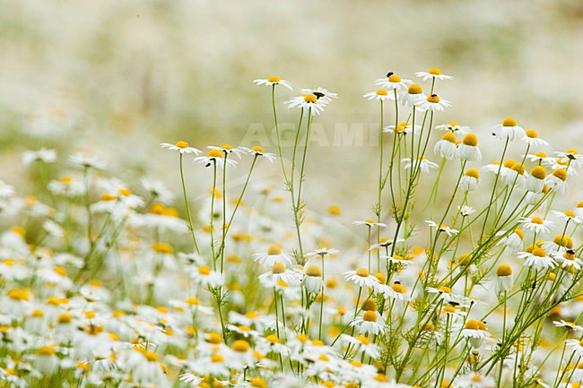 Madeliefje, Common Daisy stock-image by Agami/Menno van Duijn,