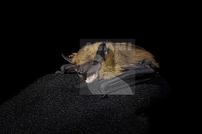 Serotine Bat (Eptesicus serotinus) trapped in stock-image by Agami/Vincent Legrand,