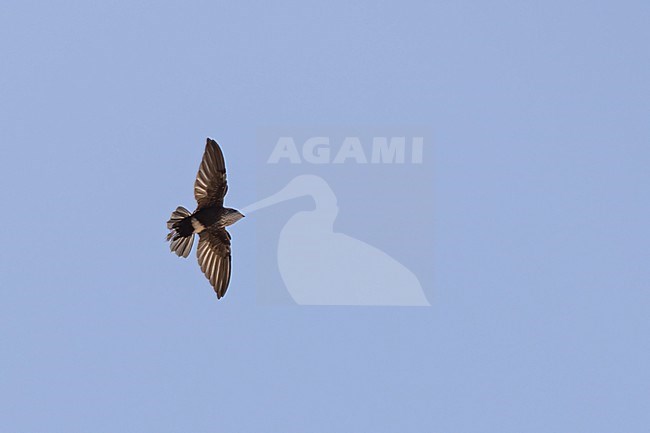 Mottled Spinetail (Telacanthura ussheri) in flight in Tanzania. stock-image by Agami/Dubi Shapiro,