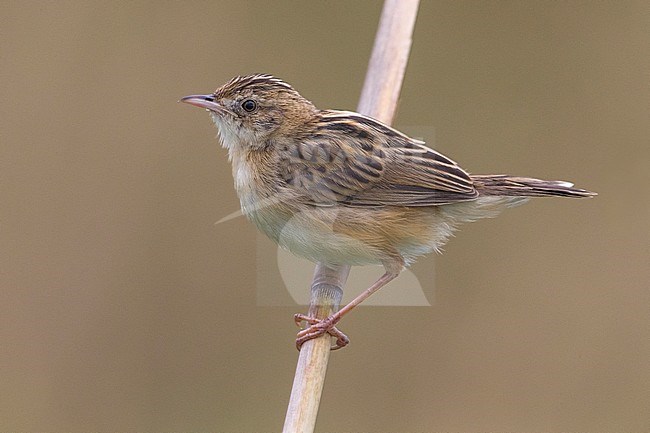 Zitting Cisticola (Cisticola juncidis) in winter and perched on a branch stock-image by Agami/Daniele Occhiato,