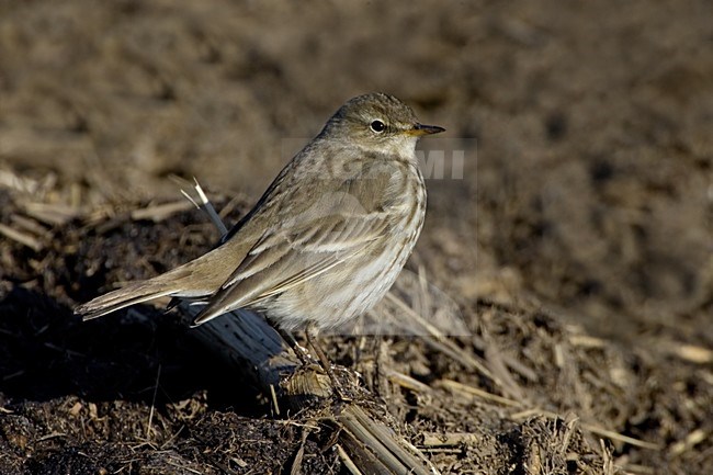 Water Pipit perched; Waterpieper zittend stock-image by Agami/Daniele Occhiato,