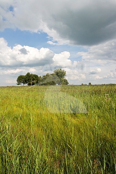 Weerribben, Overijssel, Netherlands stock-image by Agami/Marc Guyt,