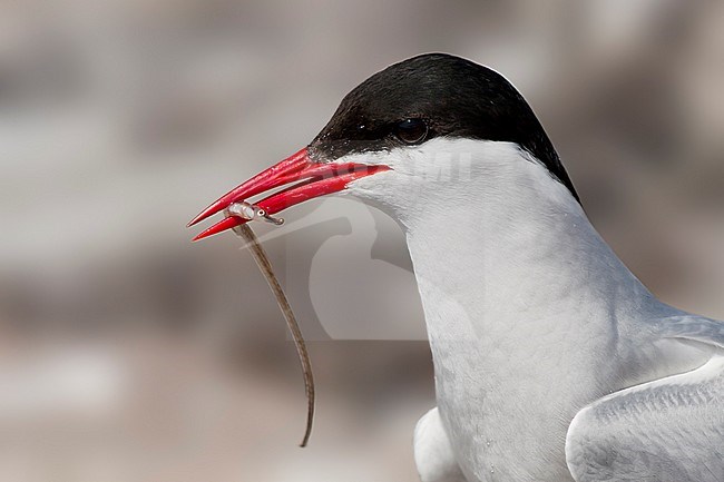 Arctic Tern - Küstenseeschwalbe - Sterna paradisaea, Germany, adult stock-image by Agami/Ralph Martin,