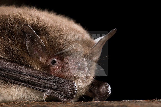 Daubenton's bat, Myotis daubentonii stock-image by Agami/Theo Douma,