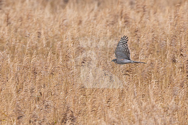 adult female Eurasian Sparrowhawk (Accipiter nisus) in flight, found at Fehmarn at the Baltic Sea in Germany stock-image by Agami/Mathias Putze,