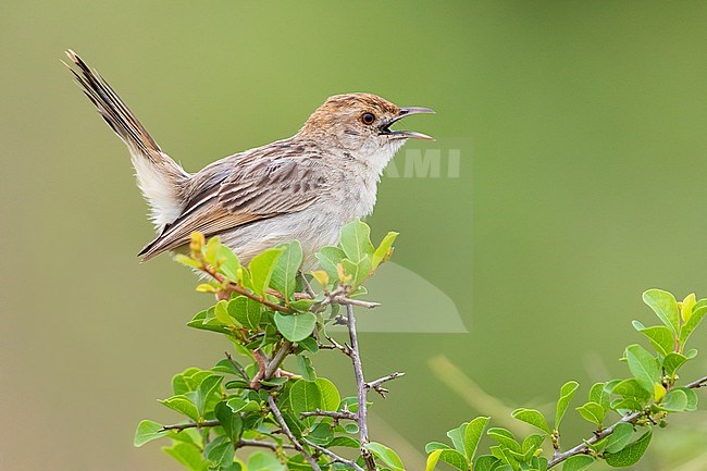 Rattling Cisticola (Cisticola chiniana campestris), adult singing from the top of a bush, Mpumalanga, South Africa stock-image by Agami/Saverio Gatto,