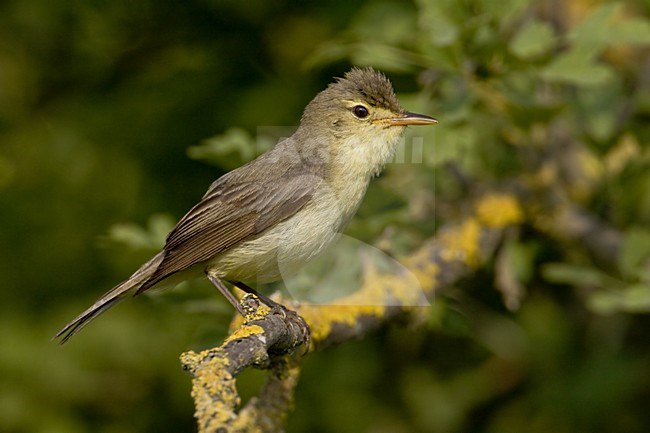 Melodious Warbler perched on a branch; Orpheusspotvogel zittend op een tak stock-image by Agami/Daniele Occhiato,