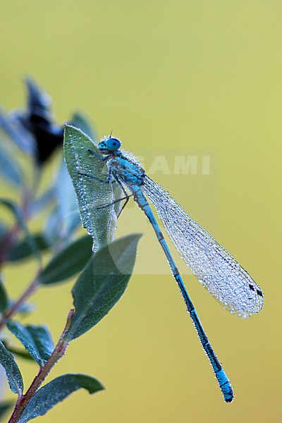 Azuurwaterjuffer, Azure Damselfly stock-image by Agami/Theo Douma,