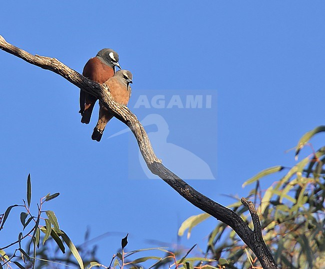 White-browed Woodswallow (Artamus superciliosus) in Australia. stock-image by Agami/Andy & Gill Swash ,