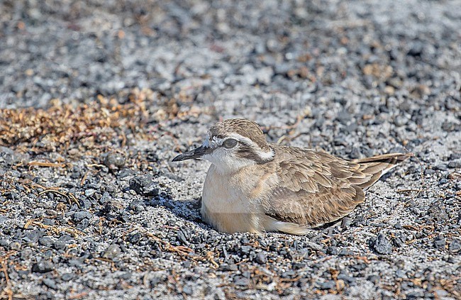 Breeding Kittlitz's plover (Anarhynchus pecuarius) in South Africa. stock-image by Agami/Pete Morris,